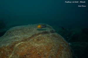 Tropheops sp. 'red cheek' Mitande Reef